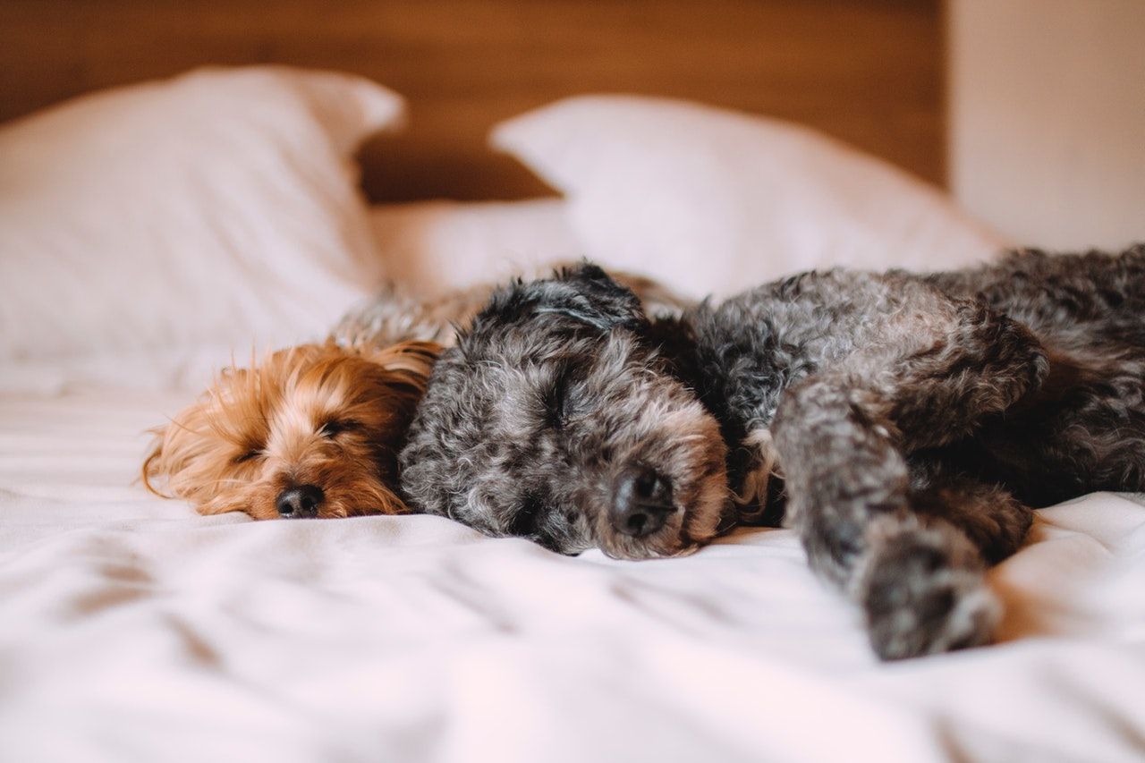 Sleeping with Pets: Is It Healthy?